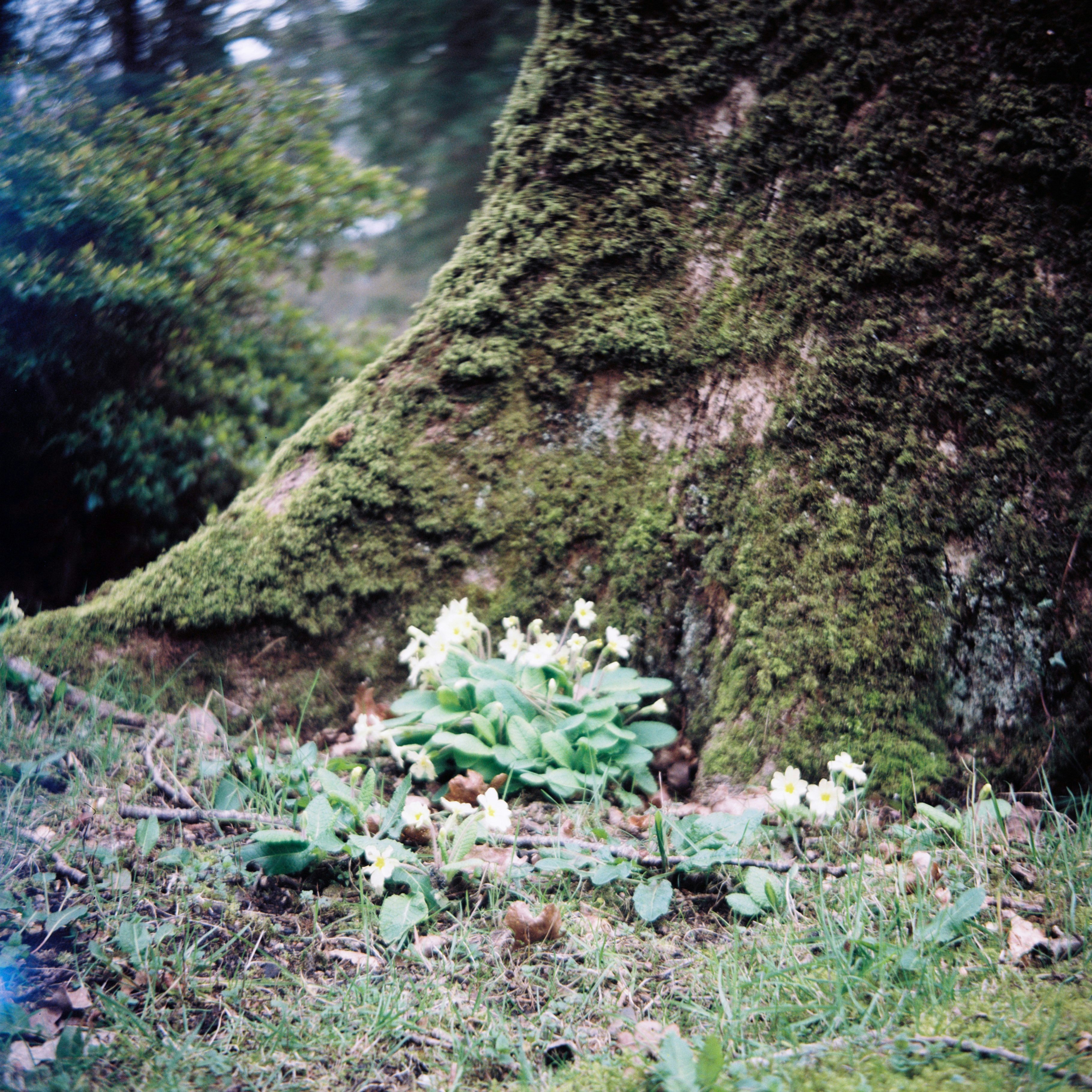 Primroses